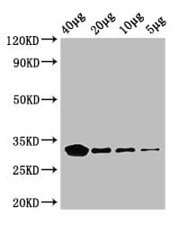 Polyclonal Rabbit anti-E. coli eutC Antibody (HRP, WB)
