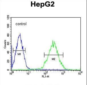 Polyclonal Rabbit anti-Human PDHA1 / PDH E1 Alpha Antibody (aa228-255, WB)