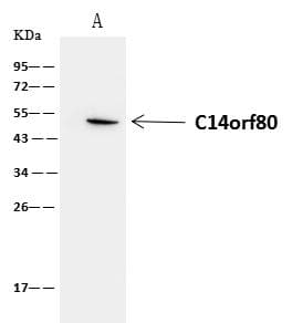 C14orf80 Antibody