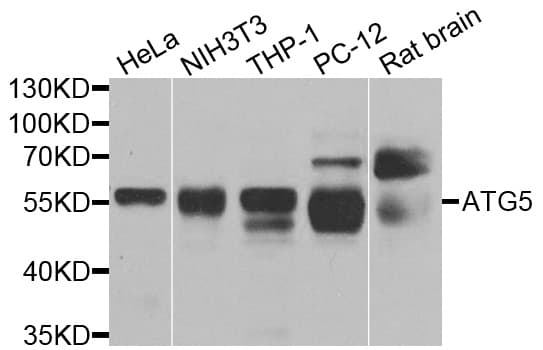 IHC-plus™ APG5 / ATG5 Antibody