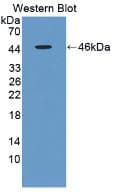 Apolipoprotein A-V Antibody (aa21-210)