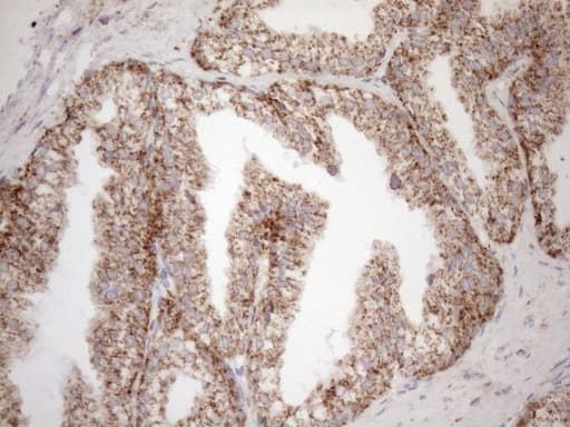 VISA / MAVS Antibody (aa1-247, clone OTI8A11, Carrier-free)