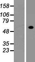 FCRL4 / IRTA1 / CD307d Protein (Over-Expression Lysate Myc-DDK (Flag))