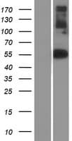 NF1A / NFIX Protein (Over-Expression Lysate Myc-DDK (Flag))