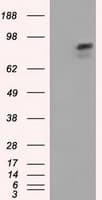 Monoclonal Mouse anti-Human ARNT / HIF-1-Beta Antibody (clone OTI1F4, IHC, IF, WB)