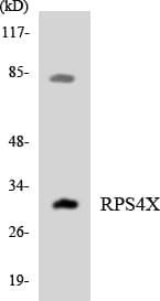 RPS4X + RPS4Y1 + RPS Antibody (aa73-122)