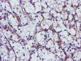 EPN2 Antibody (clone OTI1F1)