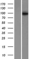 Human ABCB6 Protein (Over-Expression Lysate Myc-DDK (Flag))
