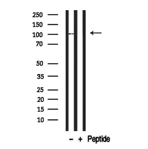 BCAM / CD239 Antibody