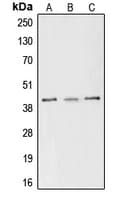 CREB1 / CREB Antibody (phospho-Ser133)
