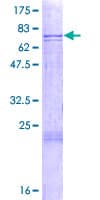 Human CTSF / Cathepsin F Protein (Recombinant GST)