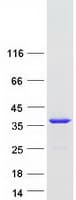 Human TCEAL6 Protein (Recombinant Myc-DDK (Flag))