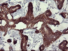 Monoclonal Mouse anti-Human CD44 Antibody (clone OTI1E3, IHC, IF, WB)