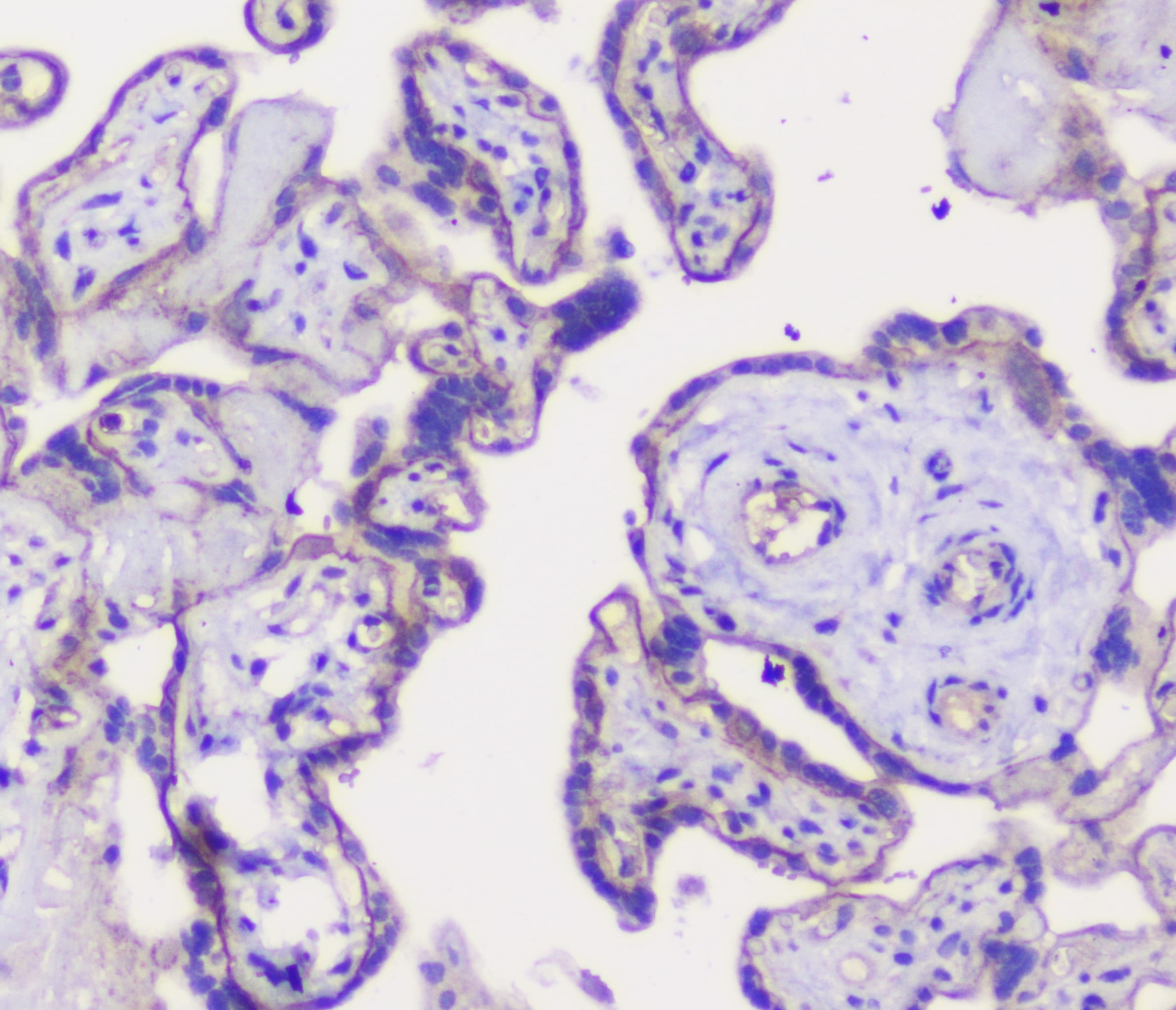 CDH3 / P-Cadherin Antibody