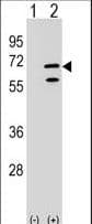 POLR3C Antibody (aa202-230)