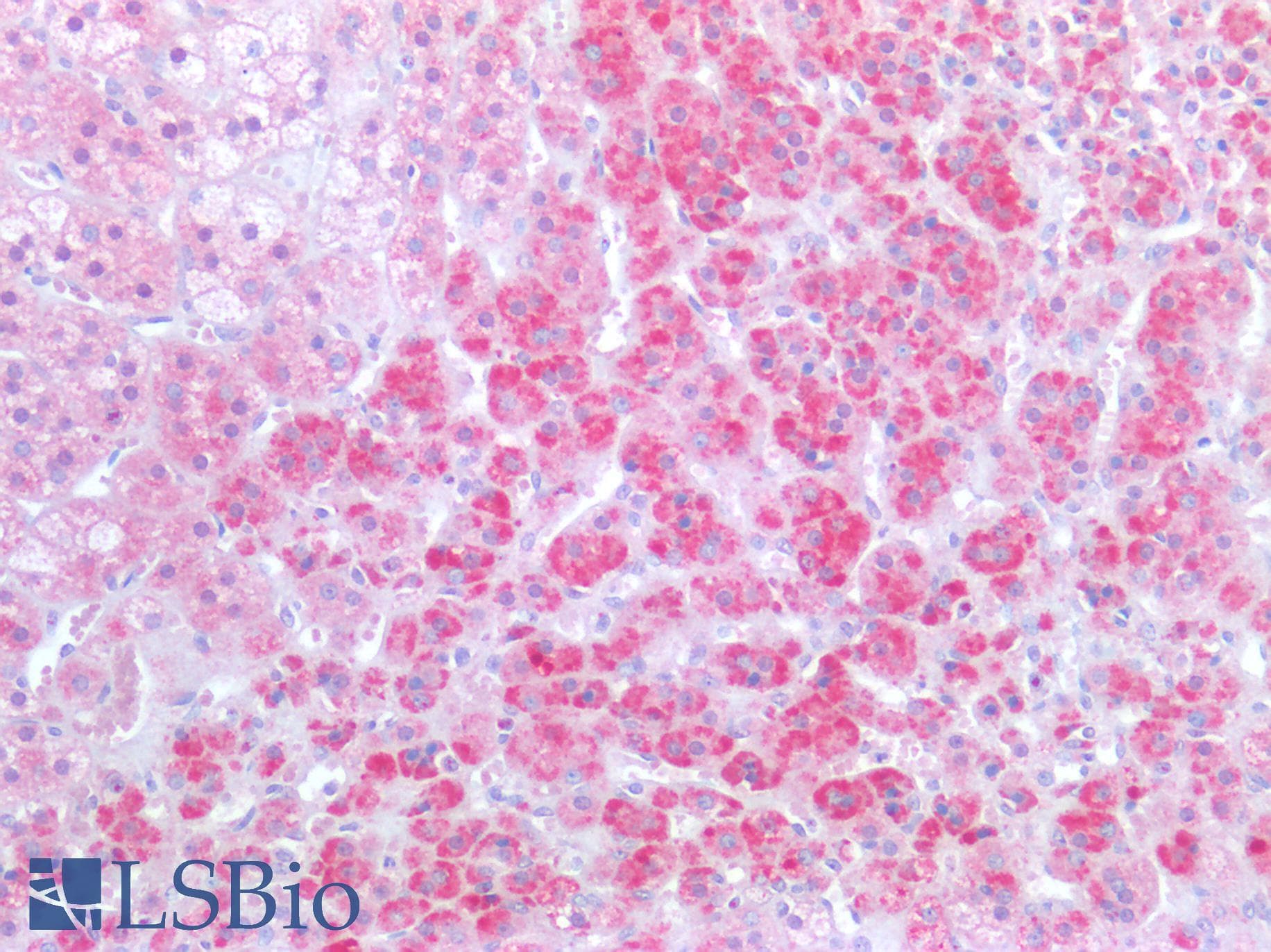 IHC-plus™ YWHAZ / 14-3-3 Zeta Antibody (Acetyl-Lys51/49)