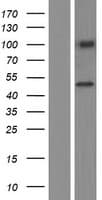 CXorf36 Protein (Over-Expression Lysate Myc-DDK (Flag))