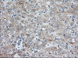 IGF2BP2 Antibody (clone OTI3G7)