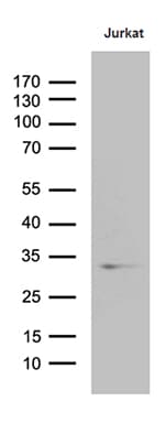 Monoclonal Mouse anti-Human GTPCH1 / GCH1 Antibody (clone OTI1A3, Carrier-free, IHC, WB)