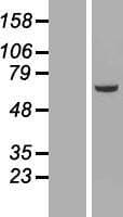 NEK3 Protein (Over-Expression Lysate Myc-DDK (Flag))