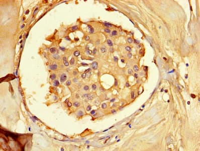 SAHH / AHCY Antibody