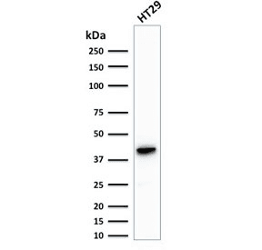 KRT20 / CK20 / Cytokeratin 20 Antibody (clone KRT20/1993, Azide-free, BSA-free)