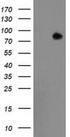 ACSS2 / ACAS2 Antibody (clone OTI2E9)