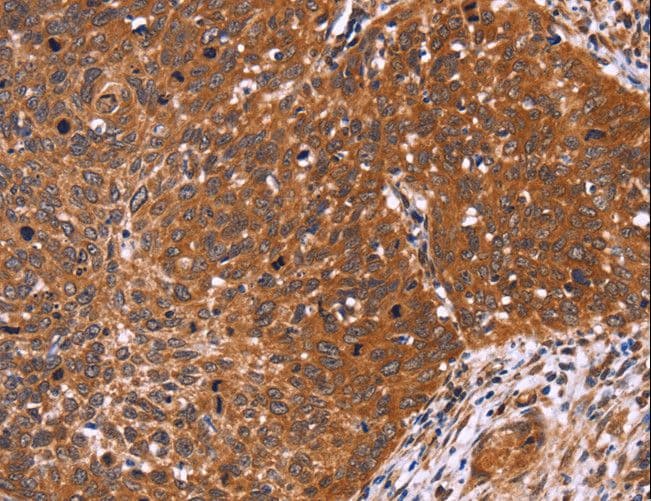 CDC37L1 Antibody