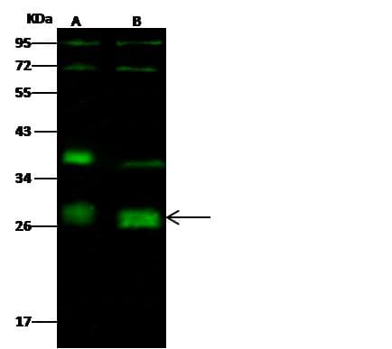 Polyclonal Rabbit anti-Human NEUROG2 / NGN2 / Neurogenin 2 Antibody (Preservative Free, IF, WB)
