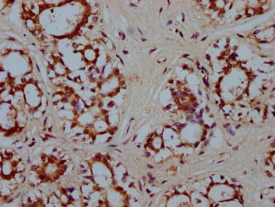 Polyclonal Rabbit anti-Human HMX2 Antibody (IHC, IF)