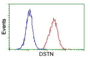 DSTN / Destrin Antibody (clone OTI2F7)