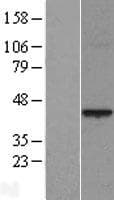 PRR11 Protein (Over-Expression Lysate Myc-DDK (Flag))