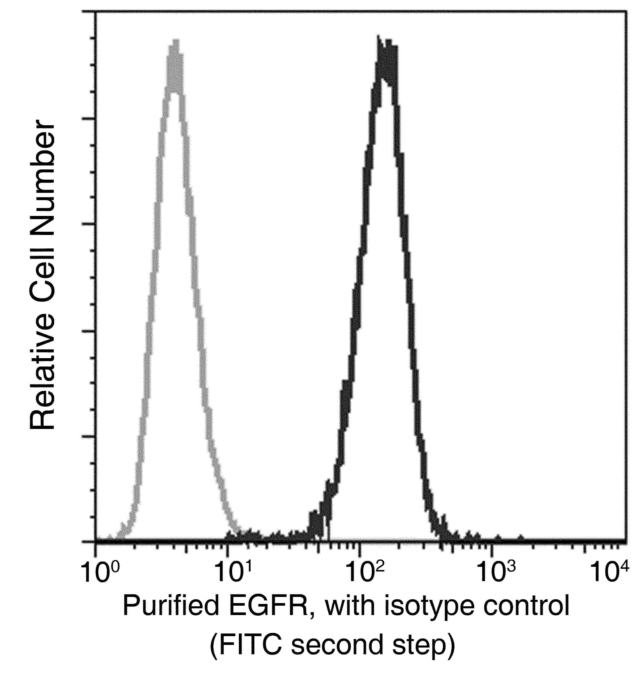 EGFR Antibody (clone 08, Preservative Free)