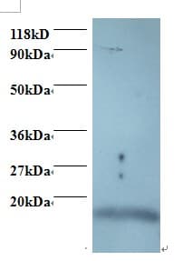 ISG15 Antibody (Biotin)