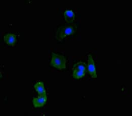 Polyclonal Rabbit anti-Human MINA / MINA53 Antibody