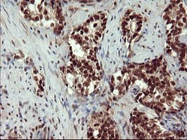 RAPGEF1 Antibody (clone OTI2C3, Carrier-free)