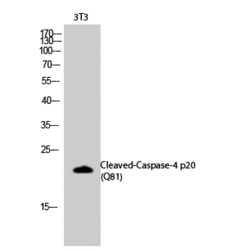 Polyclonal Rabbit anti-Human CASP4 / Caspase 4 Antibody (40-120 aa, Internal, IHC, WB)