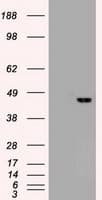 Monoclonal Mouse anti-Human SOX17 Antibody (clone OTI3H5, IF, WB)