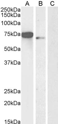 PathPlus™ FOXC1 Antibody (aa541-553)