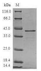 Human MARCKSL1 Protein (Recombinant GST, N-terminus)