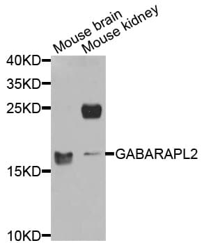 GABARAPL2 / ATG8 Antibody (AP)