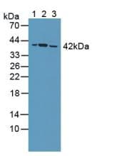 PPP2R4 Antibody (aa1-323, APC)