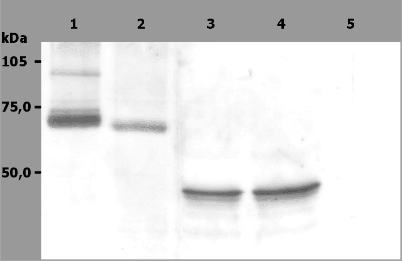 IHC-plus™ SYK Antibody (aa5-360, clone SYK-01)