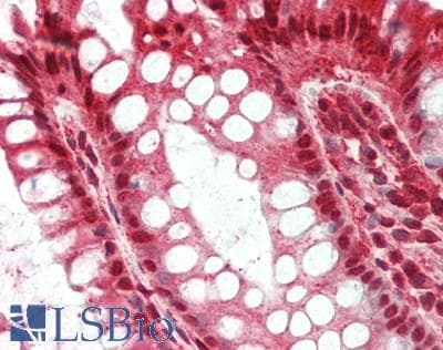 RNF10 Antibody (aa731-780)