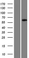 LRRIQ4 Protein (Over-Expression Lysate Myc-DDK (Flag))