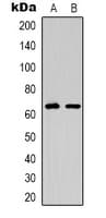 EPOR / EPO Receptor Antibody (Internal)