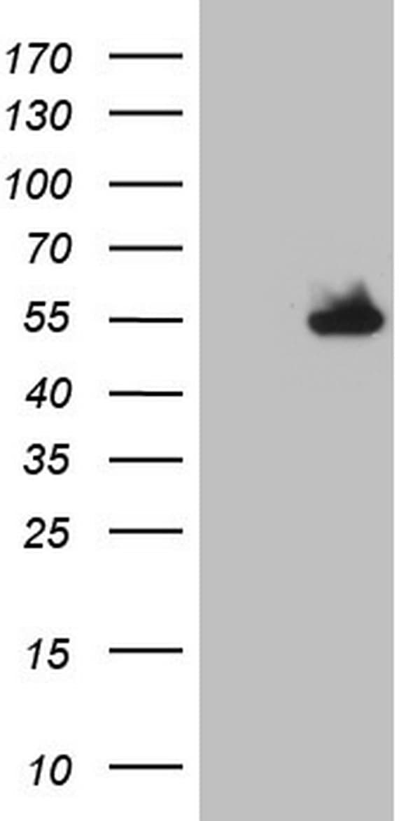 NUDT12 Antibody (aa1-251, clone OTI1A4, Carrier-free)