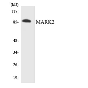 IHC-plus™ MARK2 Antibody (aa13-62)