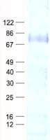Human RSL1D1 Protein (Recombinant His, N-Terminal)