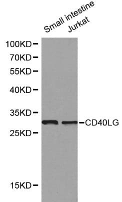 Polyclonal Rabbit anti-Human CD40L Antibody (IF, WB)